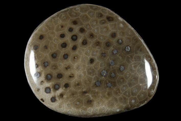 Polished Petoskey Stone (Fossil Coral) - Michigan #177200